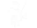 Morus emblem