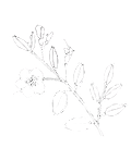 Myrtus emblem